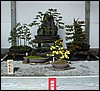 Bonsai Winner